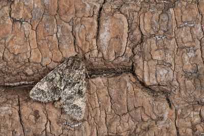 Subacronicta megacephala / Schilddrager
