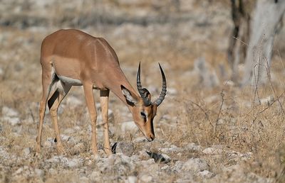 Blacked-faced impala / Zwartkopimpala 