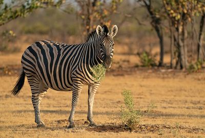 Burchell's zebra / Burchellzebra 