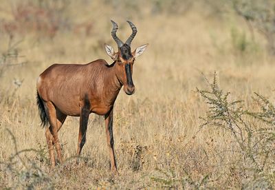 Hartebeest / Hartenbeest