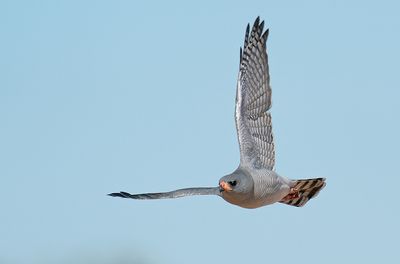 Gabar goshawk / Gabarhavik