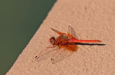 Orange-winged dropwing / Oranje zonnewijzer