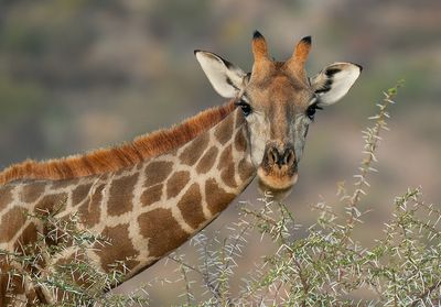 Angolan giraffe / Angolagiraffe 