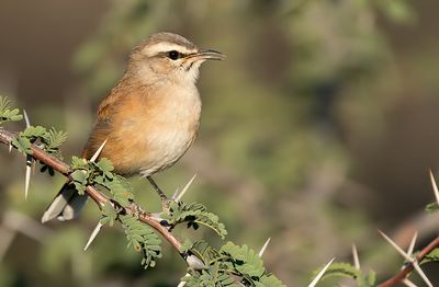 Kalahari scrub robin / Kalahariwaaierstaart