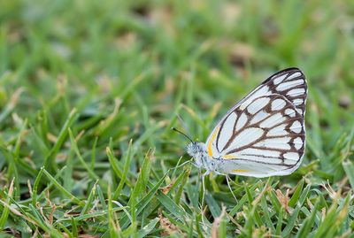 African Caper White / Belenois aurota