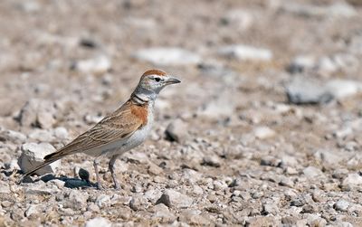 Red-capped lark / Roodkapleeuwerik