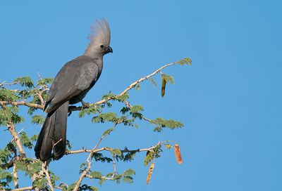 Grey go-away-bird / Vale toerako