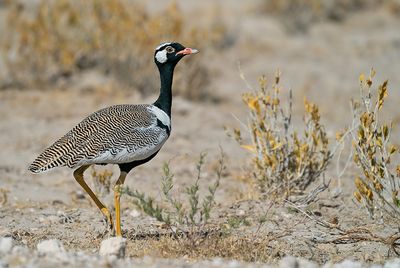 Northern black korhaan / Botswanatrap