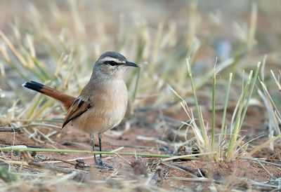 Kalahari scrub robin / Kalahariwaaierstaart 