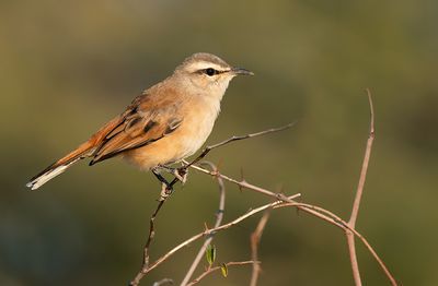 Kalahari scrub robin / Kalahariwaaierstaart 