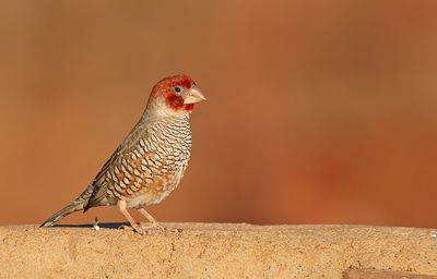 Red-headed finch / Roodkopamadine