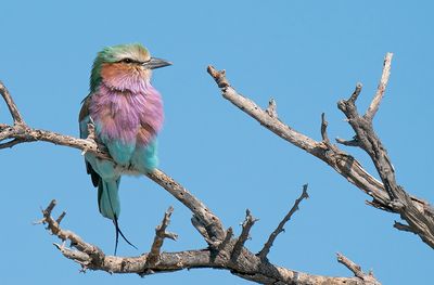 Lilac-breasted roller / Vorkstaartscharrelaar