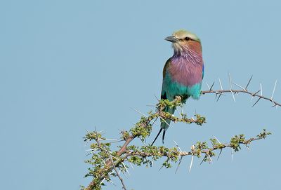 Lilac-breasted roller / Vorkstaartscharrelaar