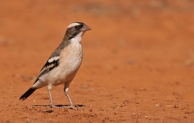 White-browed sparrow-weaver / Mahali-wever