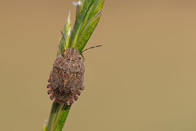 Sciocoris homalonotus / Platte zandschildwants