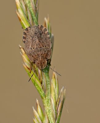 Sciocoris homalonotus / Platte zandschildwants