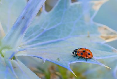 Coccinella undecimpunctata / Elfstippelig lieveheersbeestje