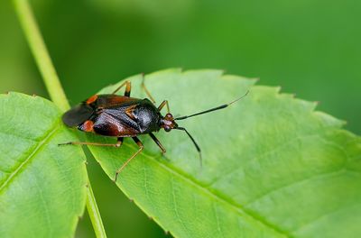 Deraeocoris ruber / Rode halsbandwants