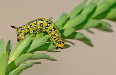 Spurge Hawk-moth / Wolfsmelkpijlstaart