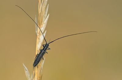 Calamobius filum / Zuidelijke halmboktor