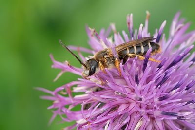 Halictus quadricinctus / Vierbandgroefbij 