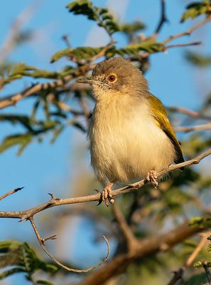 Grey-backed Camaroptera / Blaatcamaroptera