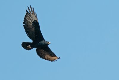 Verreaux's eagle / Zwarte arend