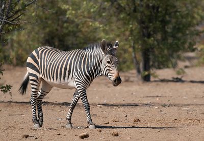Hartmann's mountain zebra / Hartmanns bergzebra