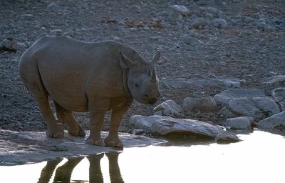 Black rhinoceros / Zwarte neushoorn
