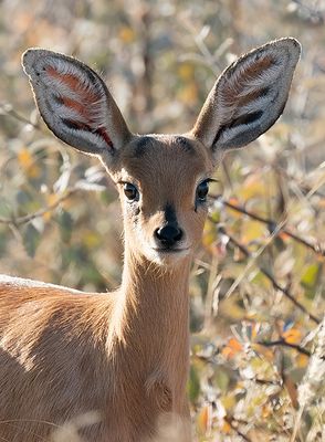Steenbok / Steenbokantilope