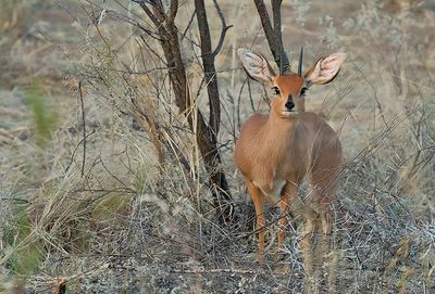 Steenbok / Steenbokantilope