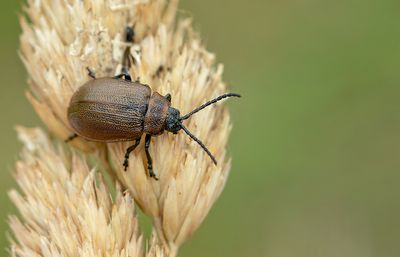 Galeruca pomonae / Boerenhaantje