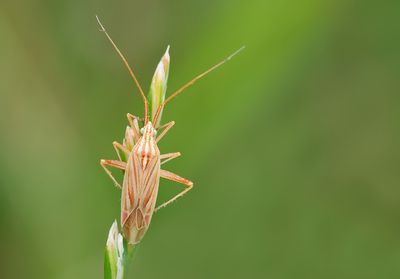 Miridius quadrivirgatus / Vierstreepblindwants 