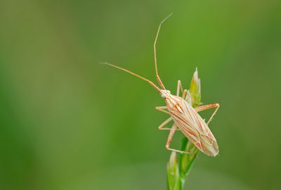 Miridius quadrivirgatus / Vierstreepblindwants 