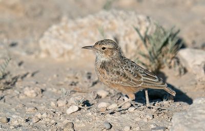 Spike-heeled lark / Sjirpleeuwerik