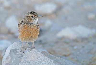 Spike-heeled lark / Sjirpleeuwerik