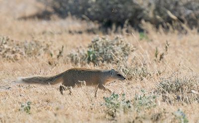 Yellow mongoose / Vosmangoest