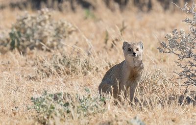 Yellow mongoose / Vosmangoest