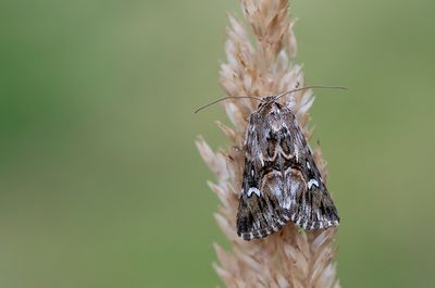 Calophasia lunula / Vlasbekuiltje