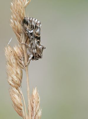 Calophasia lunula / Vlasbekuiltje