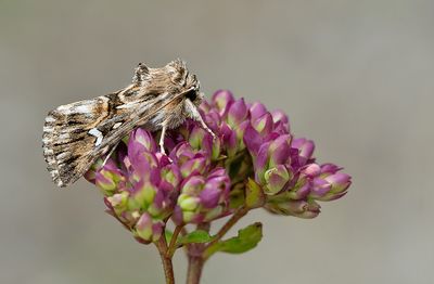 Calophasia lunula / Vlasbekuiltje