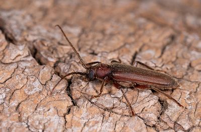 Arhopalus rusticus / Bruine grootoogboktor