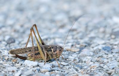 Platycleis albopunctata / Duinsabelsprinkhaan