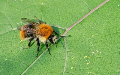 Common carder bee / Akkerhommel