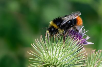 Red tailed bumblebee / Steenhommel