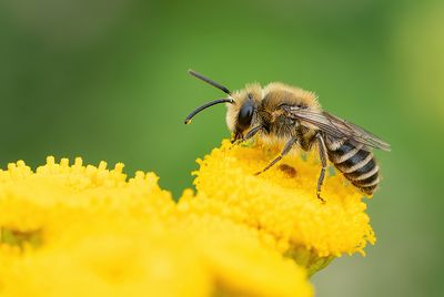 Davies' Colletes / Wormkruidbij