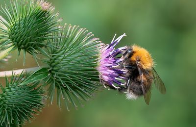 Bombus hypnorum / Boomhommel