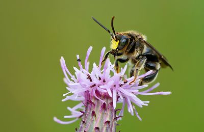 Macropis europaea / Gewone slobkousbij