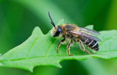 Melitta nigricans / Kattenstaartdikpoot