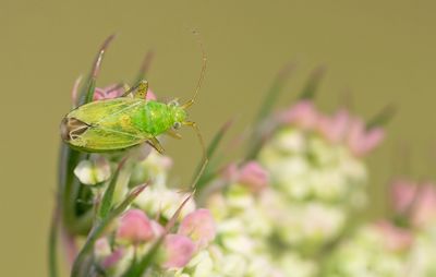 Oncotylus punctipes / Boerenwormkruidkromneus